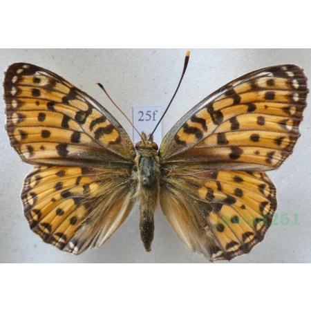 Argynnis aglaja (Linnaeus, 1758) female Dostojka aglaja Czech25f